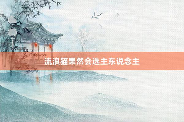 流浪猫果然会选主东说念主
